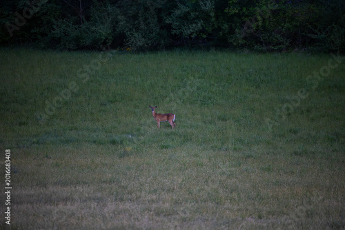 White tailed deer in Virginia