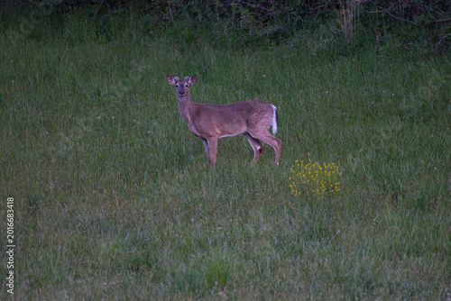 White tailed deer in Virginia