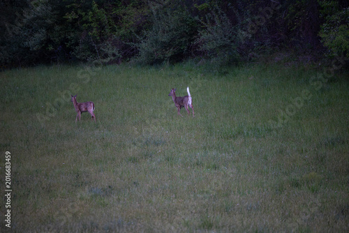White tailed deer in Virginia