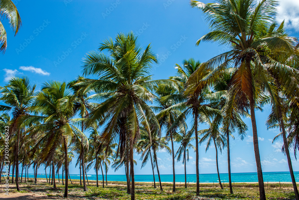 Fototapeta premium Coconut Palm Grove with Ocean View