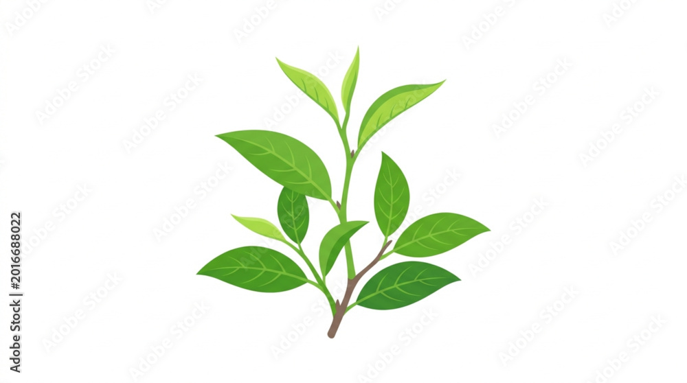 Obraz premium Fresh green tea leaves sprout isolated on white background