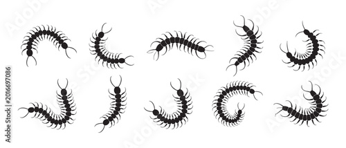 Bild auf Leinwand Centipede silhouette collection