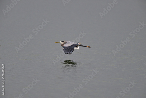 Φωτογραφία A  great blue heron (Ardea herodias) flying over freshwater lake at Manteca, Cal