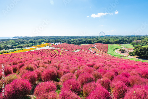 Kochia, the summer cypress, getting red colors at Hitachi Seaside Park, Ibaraki, Kanto, Japan