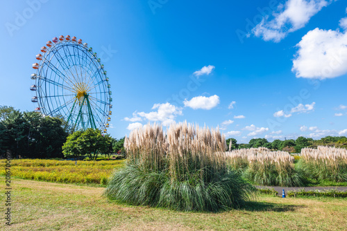 Ferris Wheel, Blue Eyes at Hitachi seaside park in Hitachi, Ibaraki, Japan