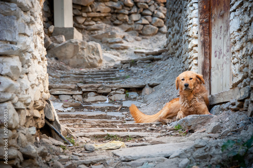 Foto dog in marpha