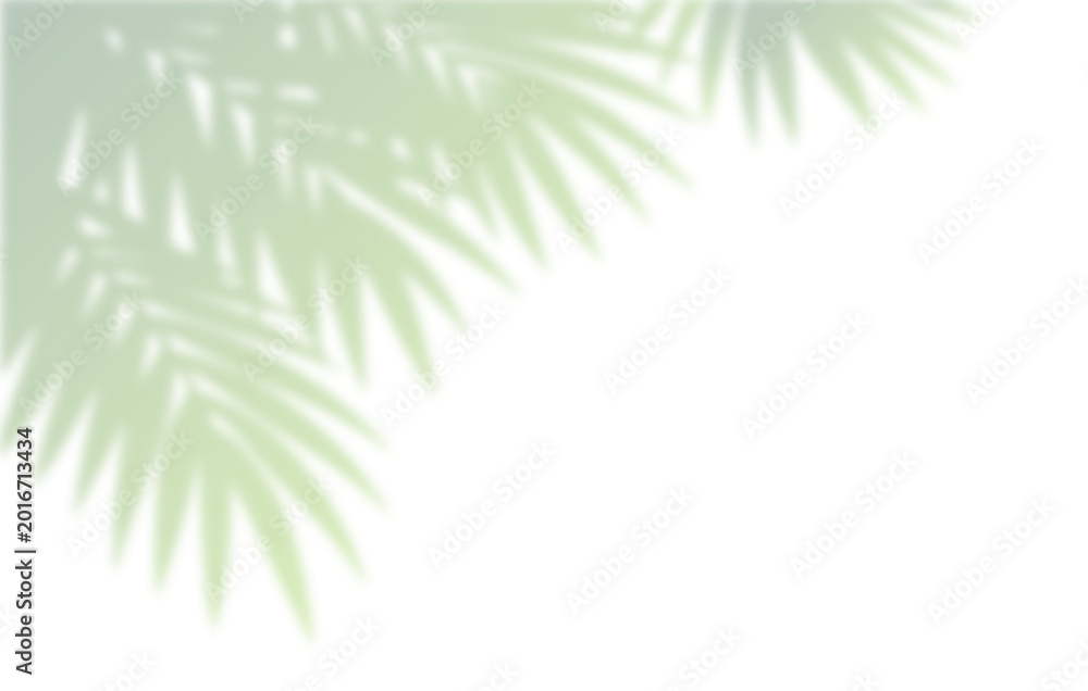 Fototapeta premium Realistic Eucalyptus Branch and Round Leafy Foliage Shadow Overlay Effect on White Wall, Aesthetic Summer Sunlight Botanical Shadow, Abstract Natural Plant Shadow Overlay