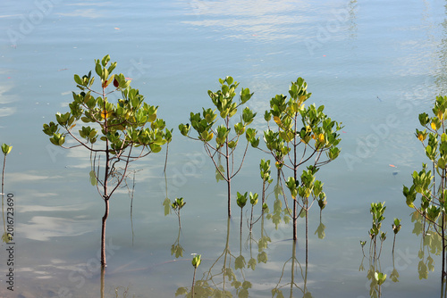 Young green mangrove saplings growing out of calm coastal waters, showcasing a thriving marine ecosystem and coastal reforestation
