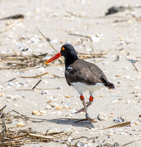 long red bill American oystercatcher Haematopus palliatus with three rings walking on sand