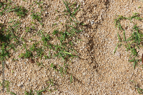Top-down view of sparse green grass sprouts emerging through a layer of coarse sand and gravel, illustrating resilience and nature's growth in harsh soil conditions