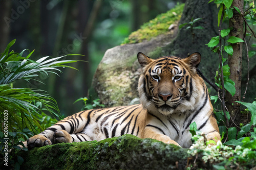 tiger in the jungle