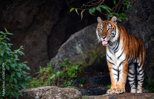 tiger in the zoo