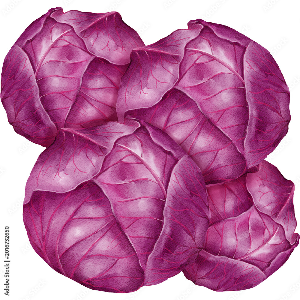 Obraz premium Illustration of Fresh Red Cabbages