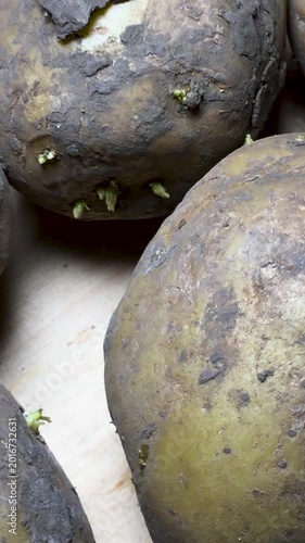 Close-up of old potatoes. Vertical video.