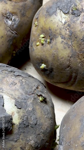 Close-up of old potatoes. Vertical video.