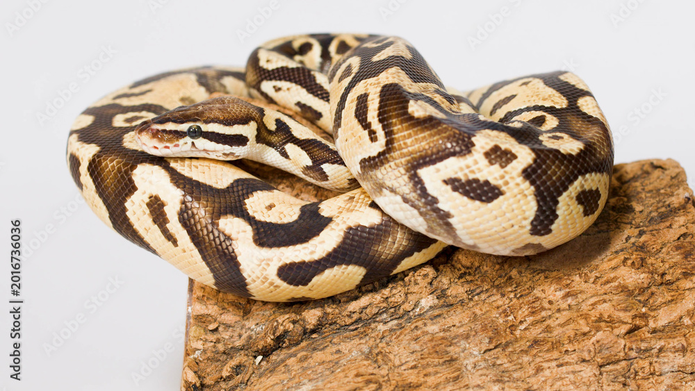 Fototapeta premium Coiled Ball Python Resting on Cork Bark Against White Background