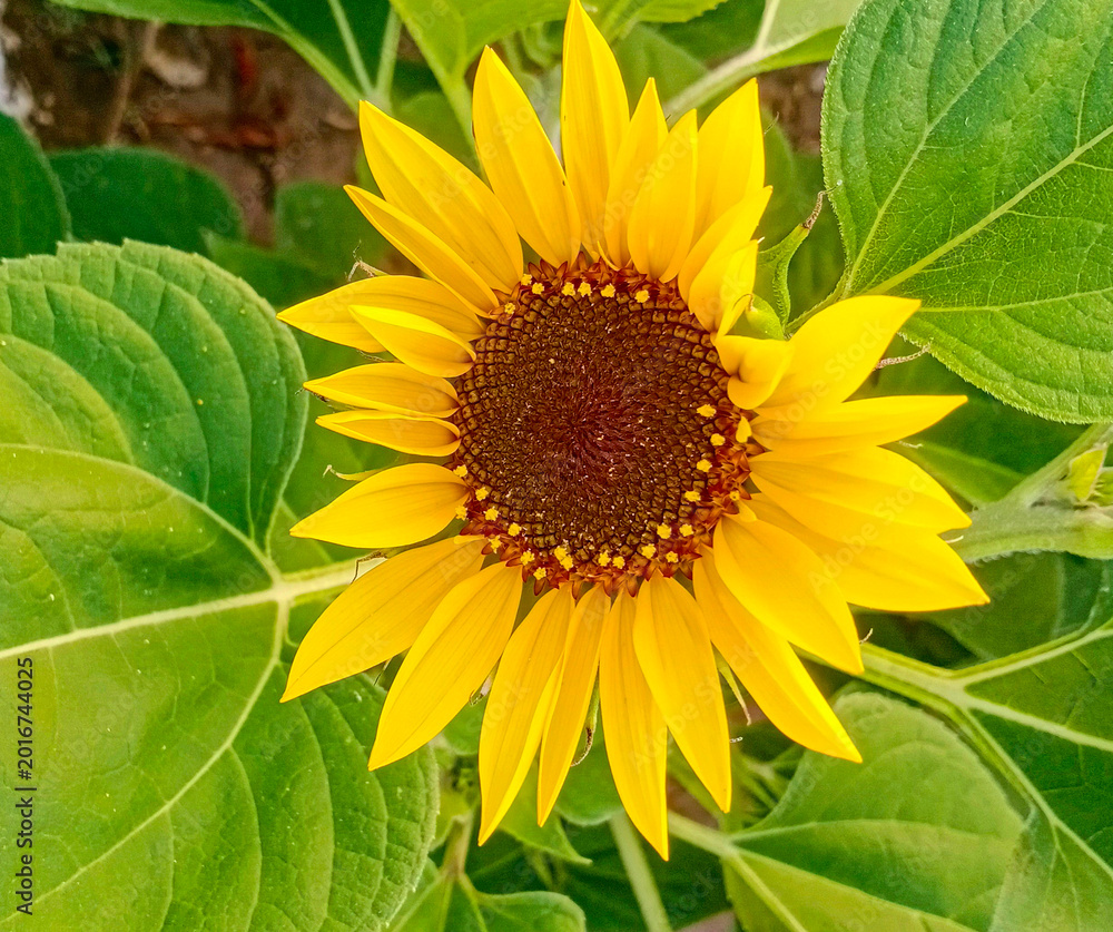 Obraz premium Bright yellow sunflower head blooming among lush green leaves