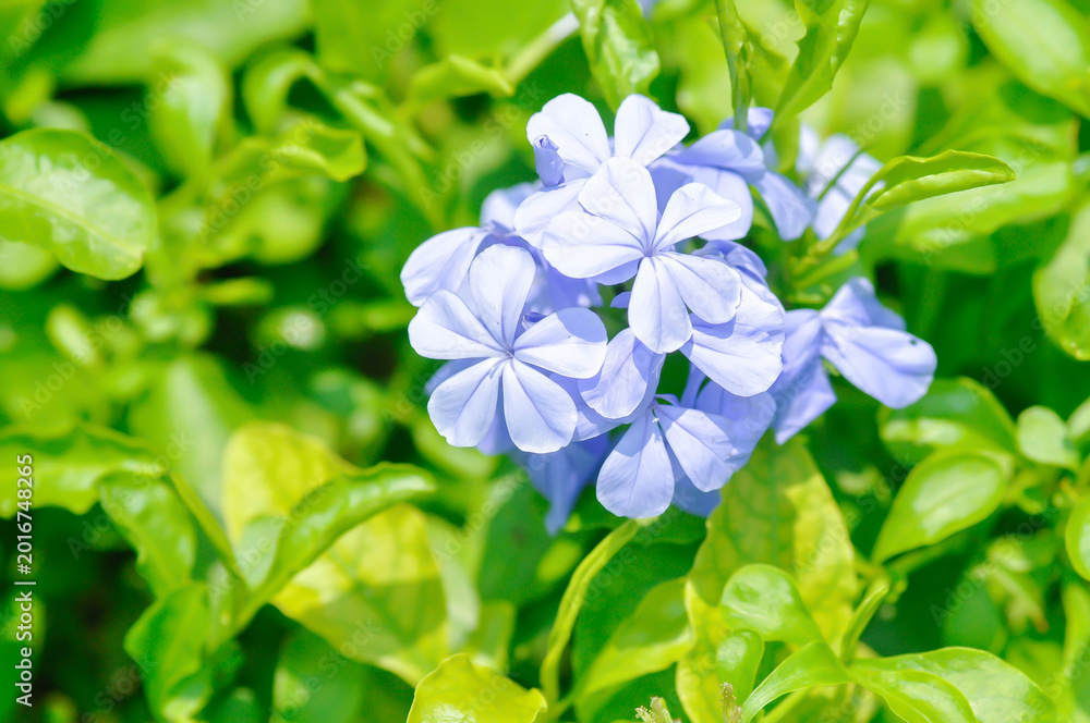 Sky　Flowerサマ❤️ Sky Flower