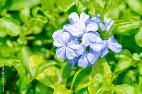 Sky Flower