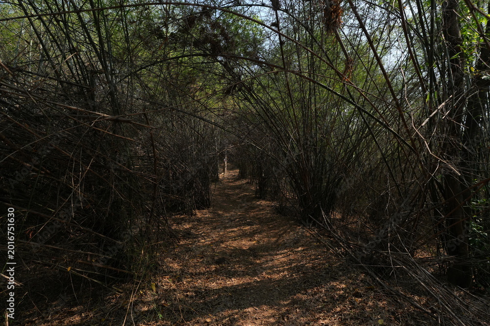 Εκτύπωση καμβά A narrow dirt trail winding through a lush tropical forest with sunlight filtering through trees, dry leaves covering the ground, creating a peaceful and natural hiking atmosphere