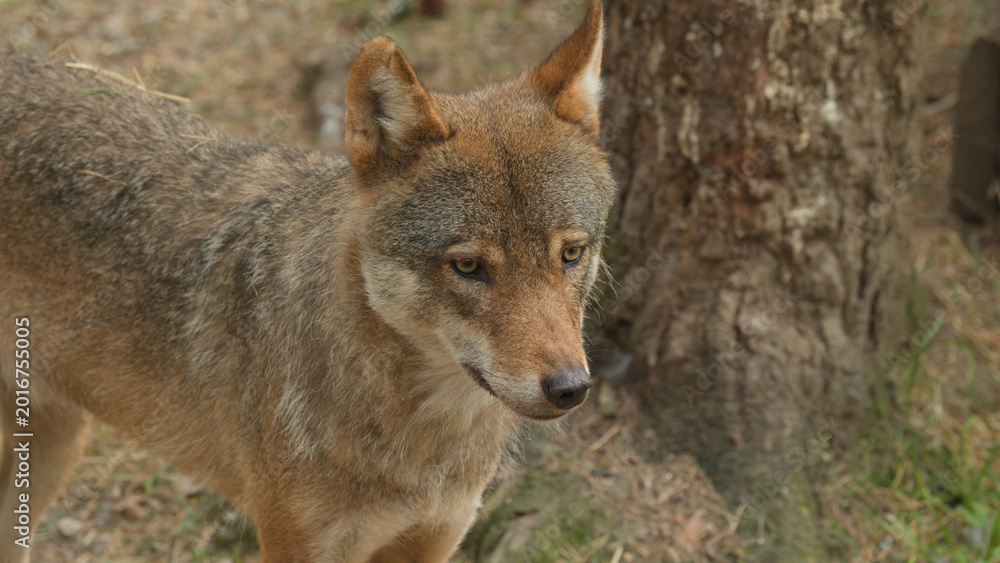 Fototapeta premium Close-up Portrait of an Alert Wild Wolf in a Scottish Forest