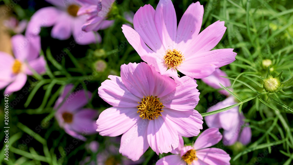Fototapeta premium Vibrant Pink Cosmos Flowers Blooming in Rama 9 Park Garden