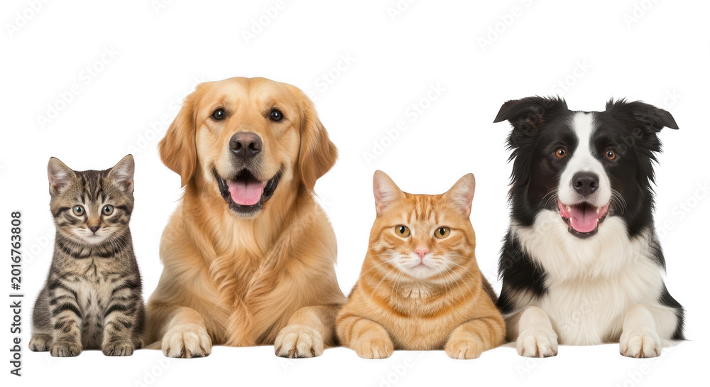 Obraz premium Four happy pets sitting together