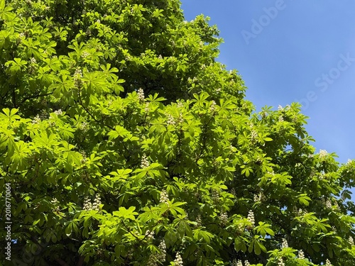 Obraz na plátne Chestnut tree aesculus hippocastanum lush green foliage white candles against sky