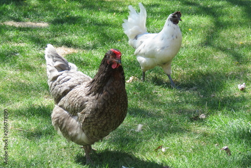 Free Range Girls