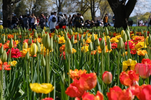 Colorful tulips bloom at the Canadian Tulip Festival in Ottawa, Ontario, Canada with visitors in soft focus. g.