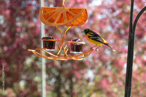 Male Oriole on the Feeder