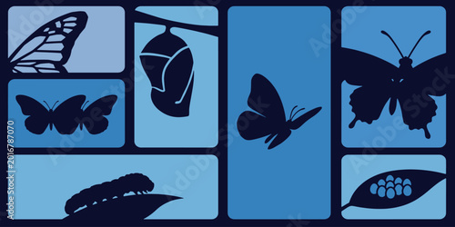 Photos Butterfly life cycle stages: egg, caterpillar, chrysalis, and adult butterfly silhouettes on blue background