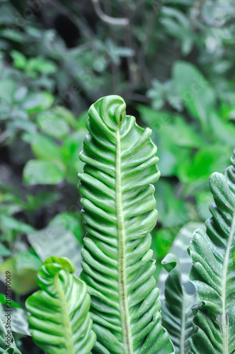 Fotografi Cobra fern, ASPLENIACEAE or Asplenium nidus Cobra Fern or Asplenium nidus L cult