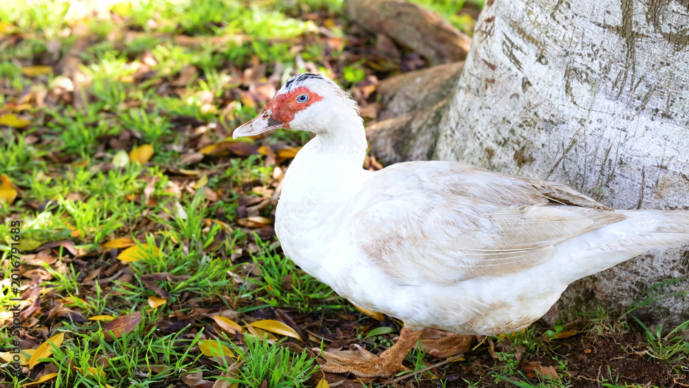 Obraz premium A White Muscovy Duck Walking on Grassy Ground Near a Tree