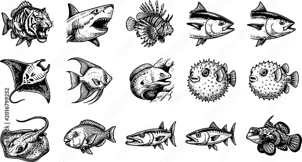 Obraz premium Hand Drawn Sea Fish Icon Collection Vector Illustration Set with Shark Tuna Pufferfish Stingray Angelfish Lionfish and Tropical Marine Animals