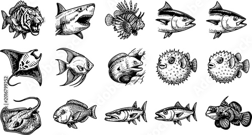 Tableau sur toile Hand Drawn Sea Fish Icon Collection Vector Illustration Set with Shark Tuna Puff