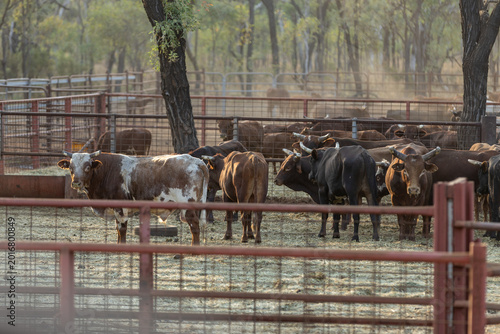 Australian livestock at a cattle station ready for transport.
