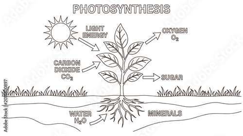 Quadro su tela Photosynthesis plant process diagram light carbon dioxide water oxygen sugar