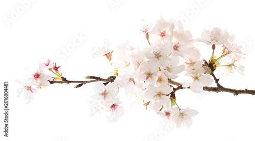 Fotografie 満開の桜