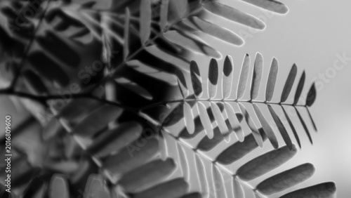 Foto Tamarind leaves