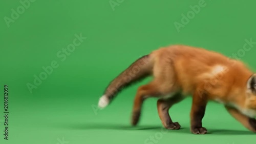 Video of a fox walking across a green screen background.