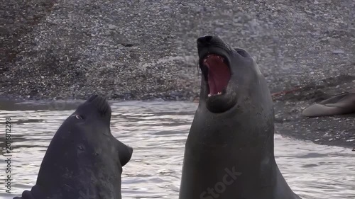 Elephant seals vocalize and interact on a rocky shore in shallow water
