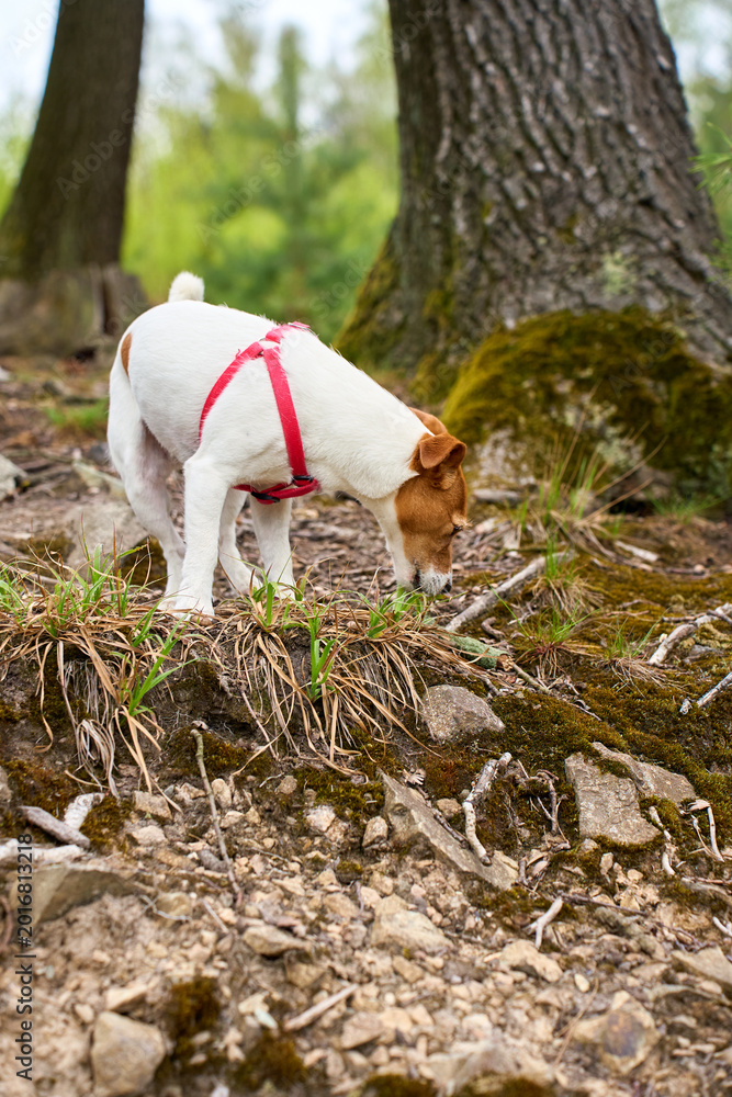 Obraz premium Small dog sniffing ground on rocky forest path. Curious Jack Russell terrier dog walks on trail in green forest. Concept of pet behavior curiosity and outdoor activity