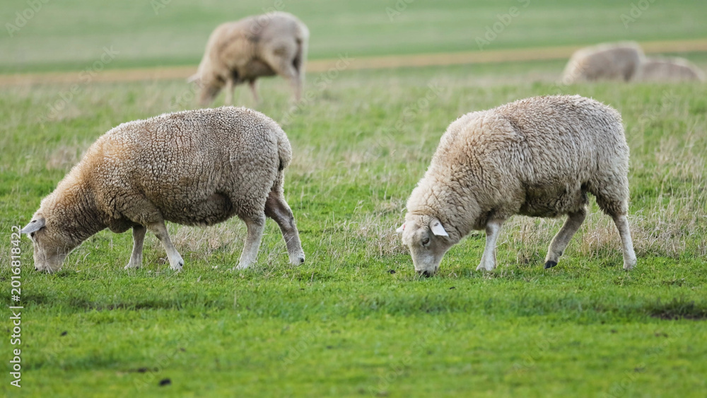 Fototapeta premium Sheep Grazing on Green Grass Along the Great Ocean Road in Australia