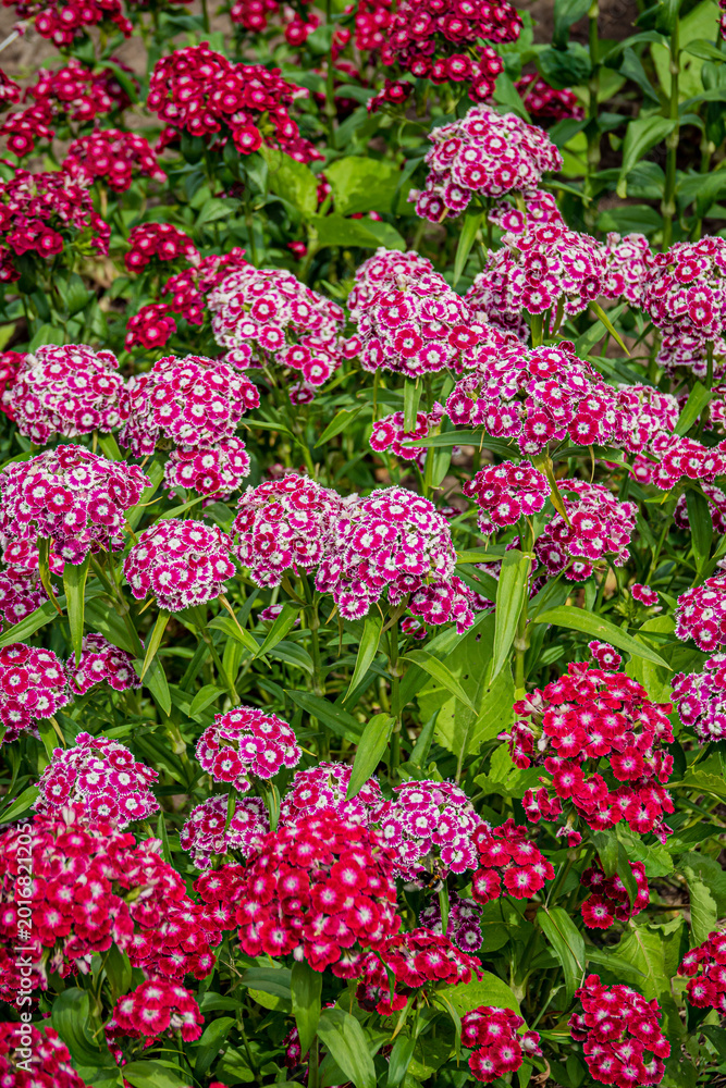 Obraz premium Vibrant clusters of pink and red flowers create a stunning display in a sunny garden