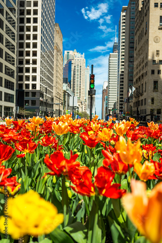 Colorful red and yellow tulip flower bed in downtown Chicago with city buildings and traffic lights in background. Spring season in urban environment with vibrant flowers