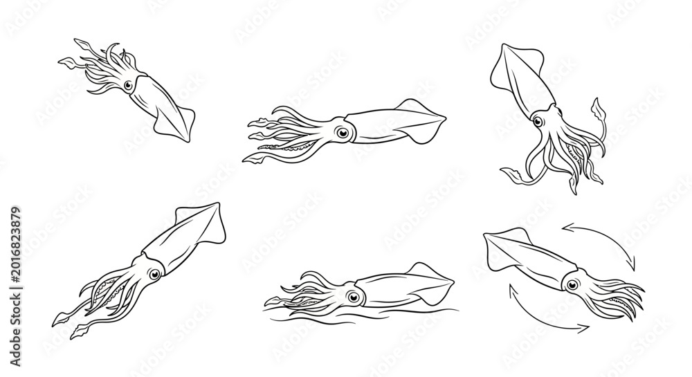 Fototapeta premium Hand-drawn squid set in various swimming poses