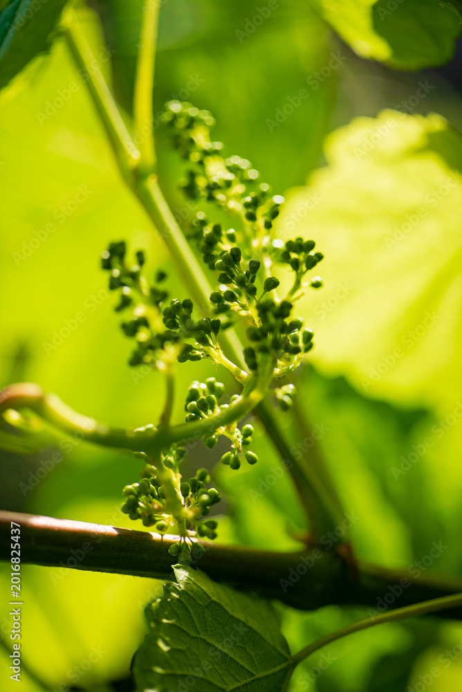 Fototapeta premium Vibrant green grapevine buds emerge in spring sunlight, signaling new growth and promise