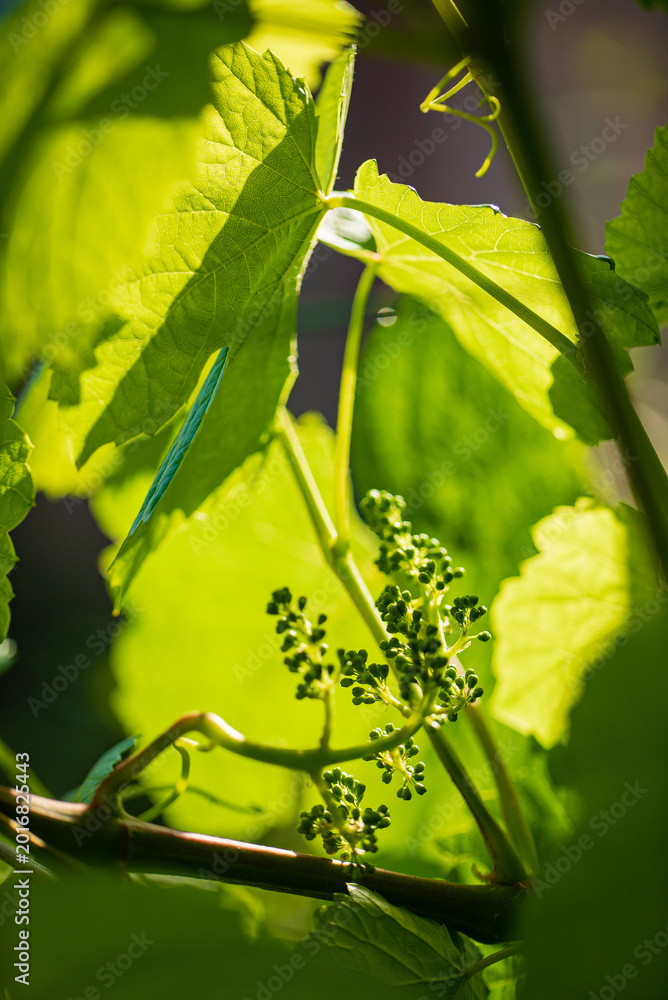 Fototapeta premium Sunny vineyard with budding grapes showcasing vibrant green leaves in the early afternoon light