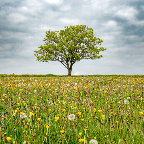 Fotografie tree in the field